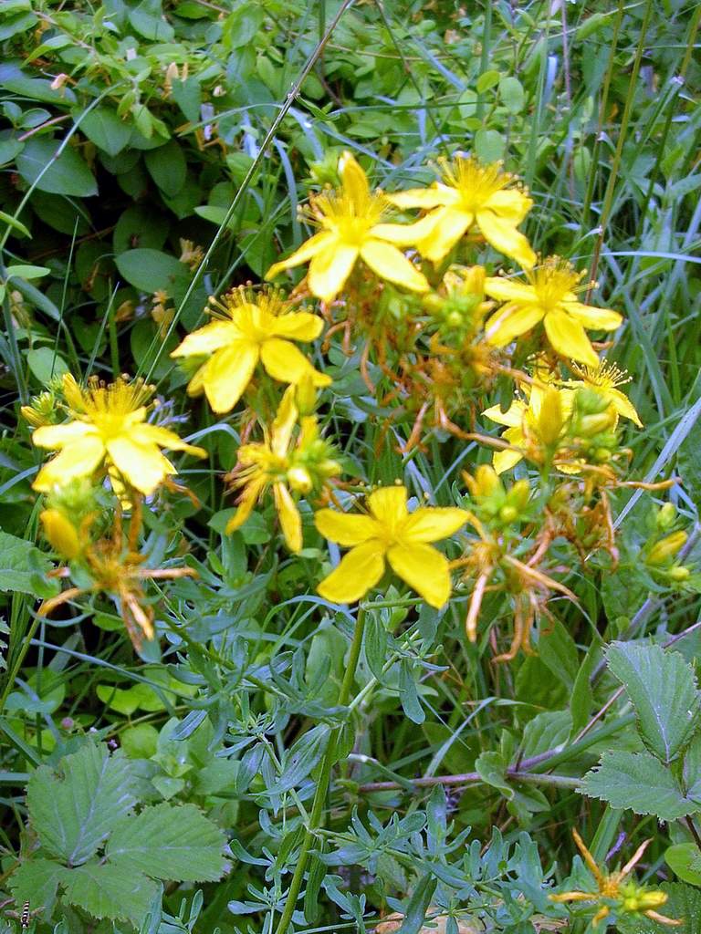 Hypericum perforatum